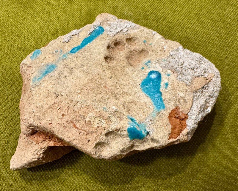 Загадочный отпечаток кошачьей лапки возрастом шесть веков найден в Астрахани