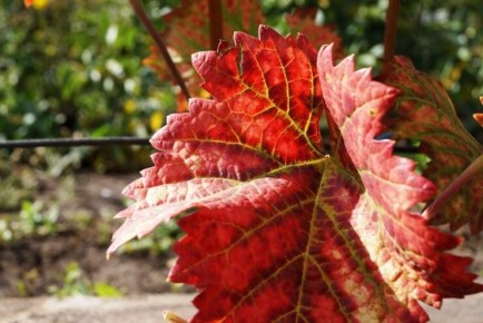 Как предсказать приближение зимних холодов в саду