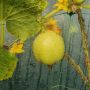 Лимонный огурец: спасение для безурожайного лета
