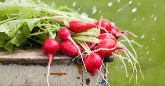 Выращивание редиса на подоконнике: ведь просто и удобно!