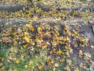 О погоде. Сегодня снова ожидается переменная облачность, без существенных осадков