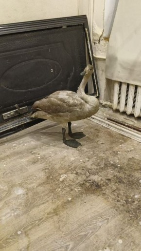 Лебедя-кликуна спасли моряки в Астраханской области