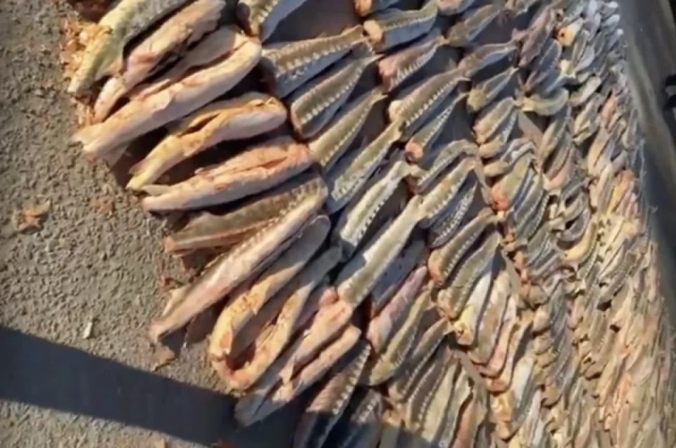 250 млн ущерба. В Астрахани накрыли члена ОПГ браконьеров с 6,5 тонн осетра