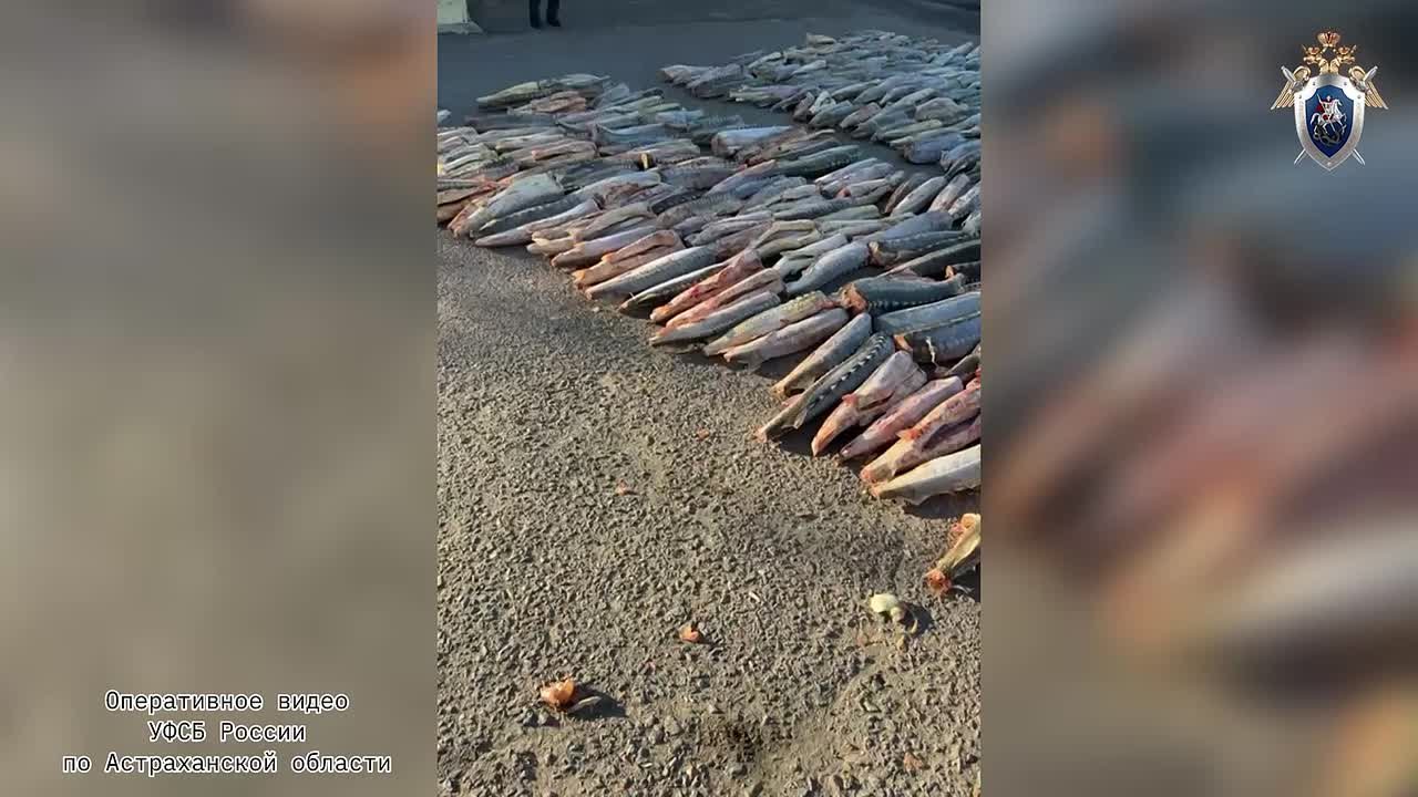 В Астрахани возбуждено уголовное дело по факту незаконного оборота особо ценных водных биологических ресурсов, принадлежащих к видам, занесенным в Красную книгу РФ