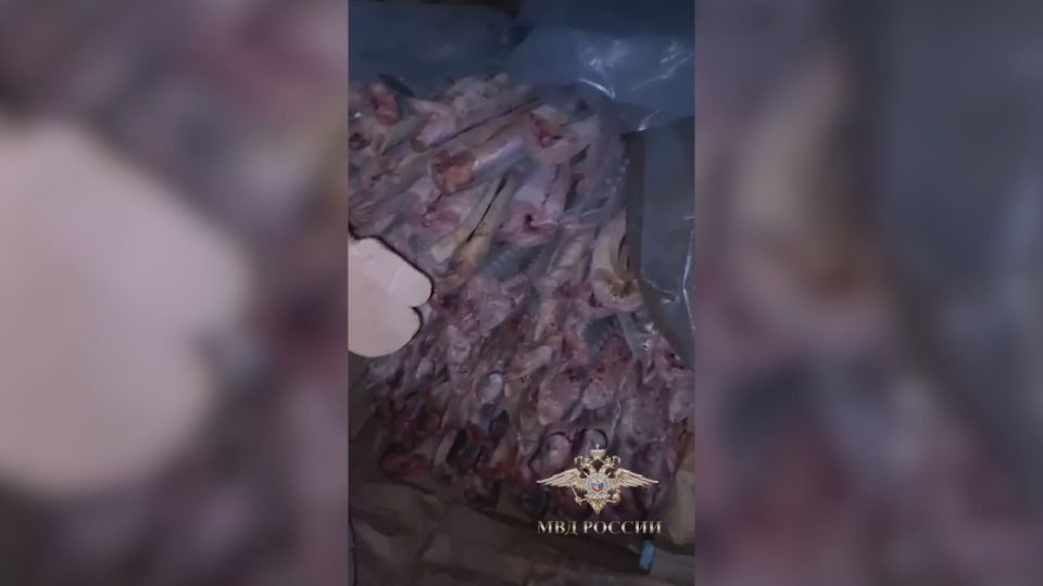 ����� ����: 6,5 ����� ���� ��������� ��������� ������ �� ����������� ������� ��� ������� �� ������������� �� ��� ������ �� ���������� �� ��� ������ �� ��� ��������� � ������������ ���������������� � ��� �������������� �...