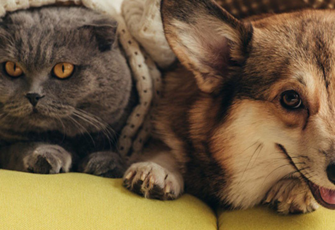 Штрафы за нарушение требований к содержанию домашних животных составят до 30 тыс