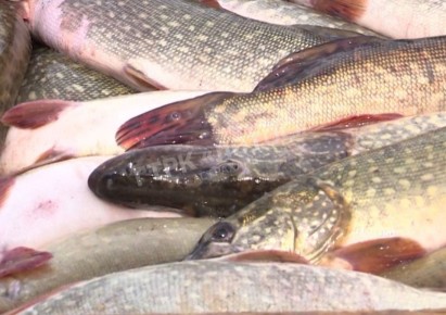 С 11 декабря этого года приказом Минсельхоза России в Волге и её водотоках в границах Калмыкии и водных объектах в границах Астраханской области введут запрет на любительский лов щуки