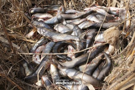 С 11 декабря в Астраханской области вводят запрет на вылов щуки