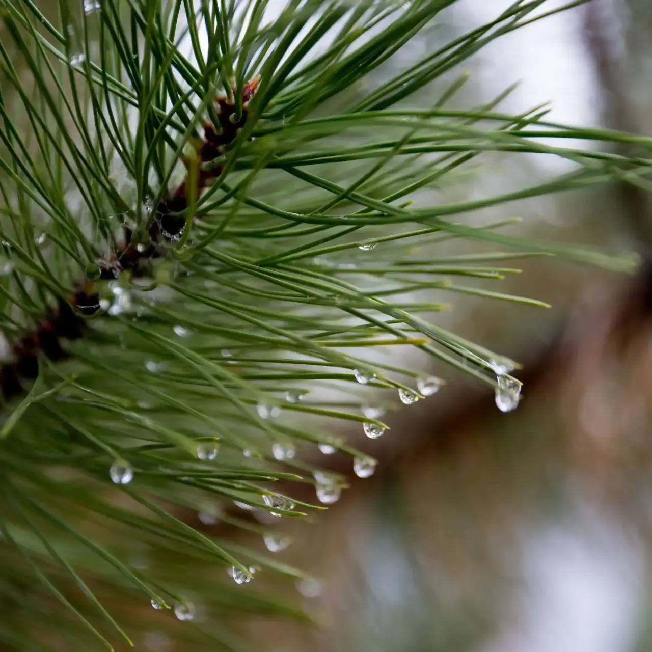 В Астрахани откроются более 20 елочных базаров