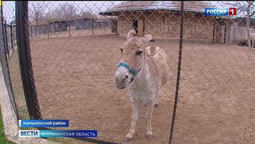 В астраханском зоопарке появилась новая обитательница – кианга