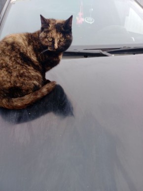 О погоде. Сегодня ожидается дождь со снегом