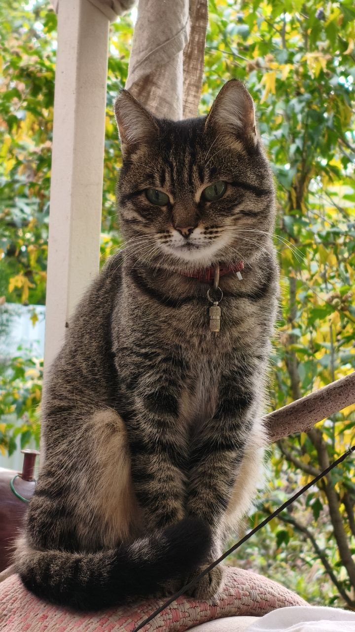 О погоде. Сегодня, по прогнозам синоптиков, будет облачно