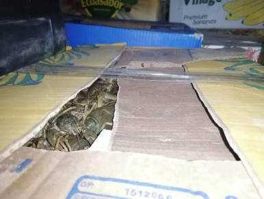 Дорожными полицейскими остановлен автомобиль с 20 коробками живых раков