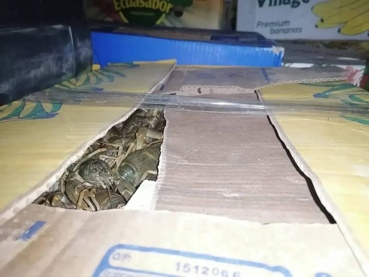 Дорожными полицейскими остановлен автомобиль с 20 коробками живых раков