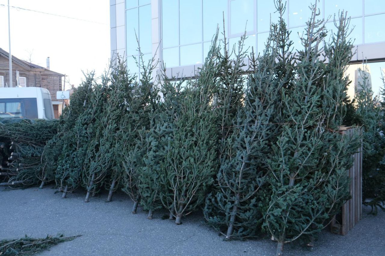 В Астрахани функционируют елочные базары В Астрахани функционируют елочные базары