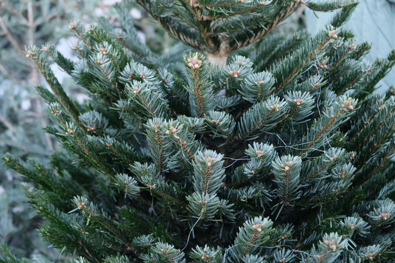 В Астрахани функционируют елочные базары В Астрахани функционируют елочные базары