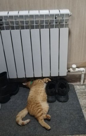 О погоде. Сегодня прогнозируется переменная облачность, без существенных осадков