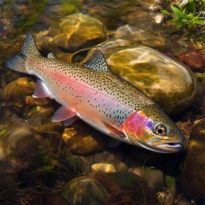 �� ����� �� �������� � �������: ���� ������ ������� ������������� � ������������ �������