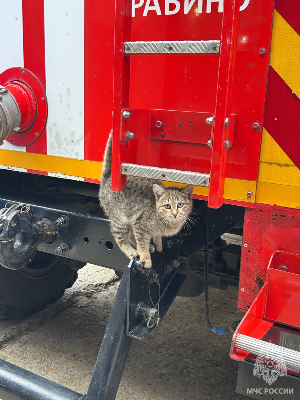 Маленькие гости в большом мире спасения Маленькие гости в большом мире спасения