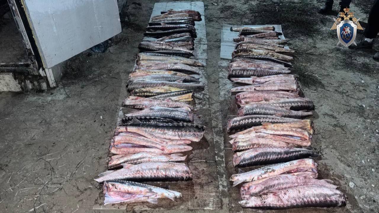 Астраханца задержали за незаконный вылов осетра в Приволжском районе