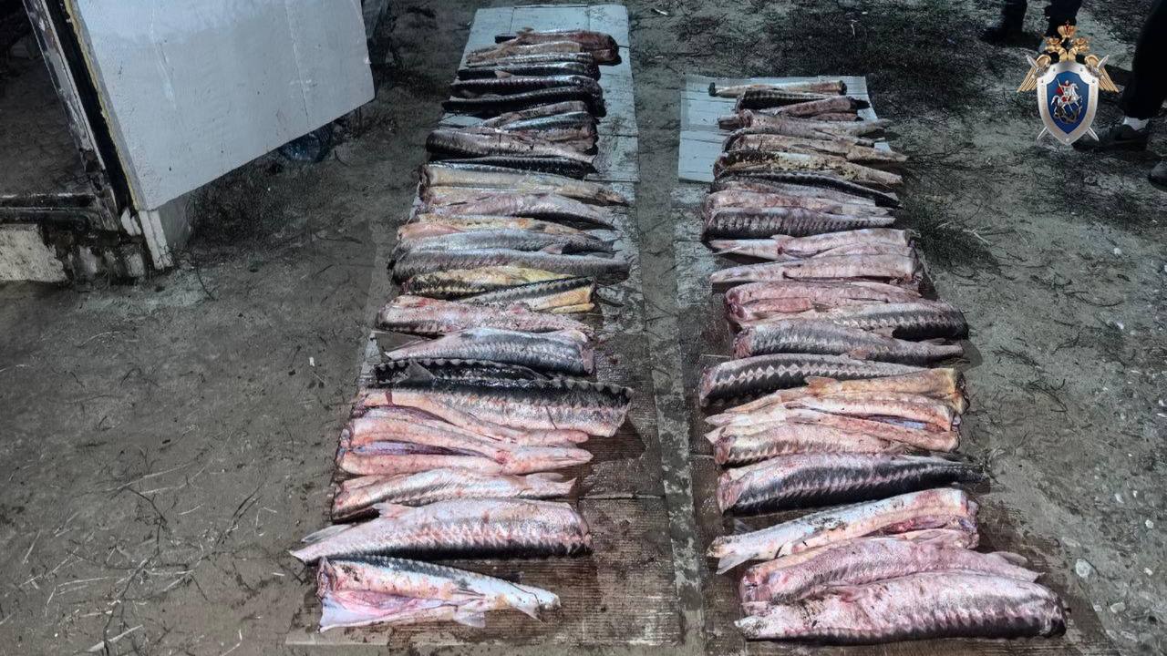 В Астраханской области местный житель подозревается в незаконном обороте водных биологических ресурсов