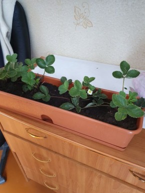 Мини-огород на подоконнике: как вырастить вкусное зимой