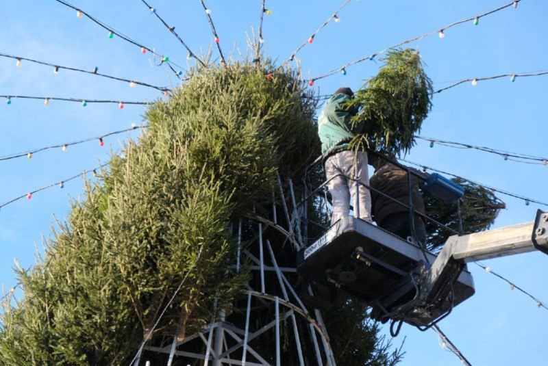 В Астрахани у Мостстроя установят живую новогоднюю ёлку