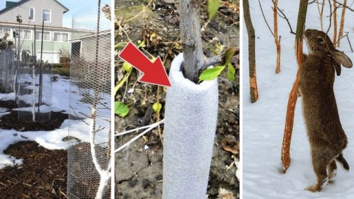 Как защитить свой сад от зайцев: простые и эффективные методы