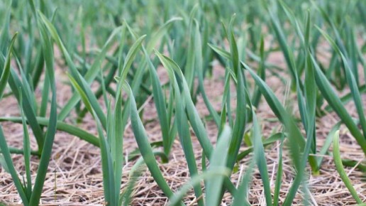 Неизменная правда: как отказ от замачивания озимого чеснока повысил урожай