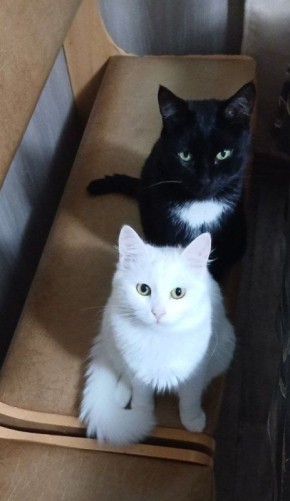 � ������. ������� �������������� �������� ������