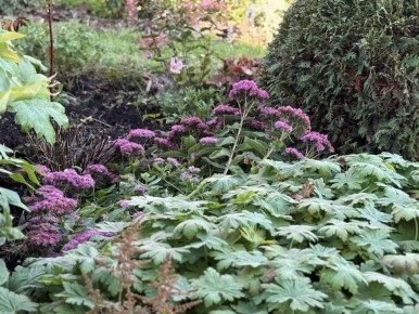 Какие многолетние растения лучше оставить на зиму