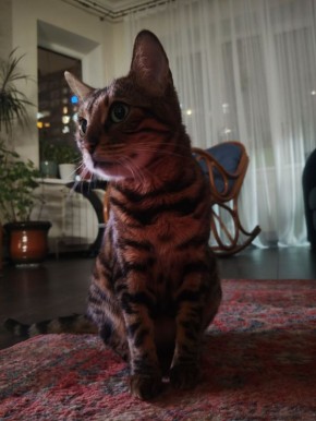 � ������. �������, �� ��������� ����������, ����� ����� �������