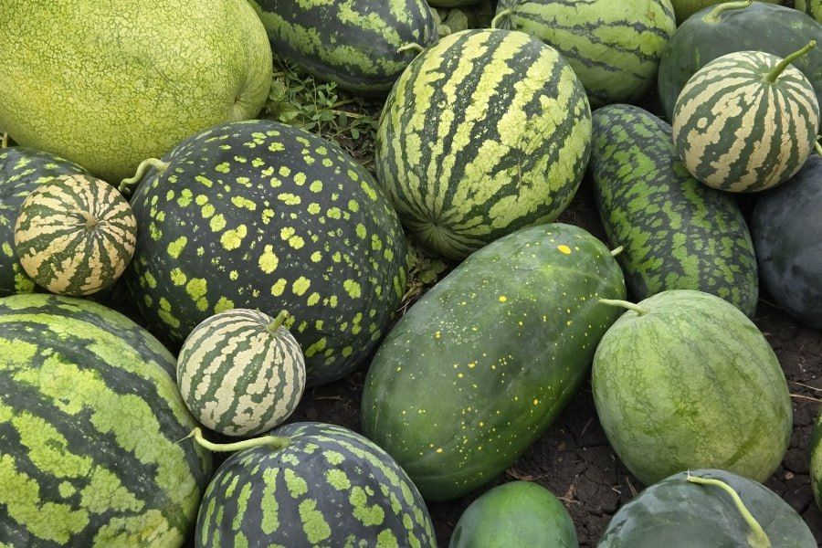 � ��������� ��������� ������ � ������ ������������� ������� ��������� �����