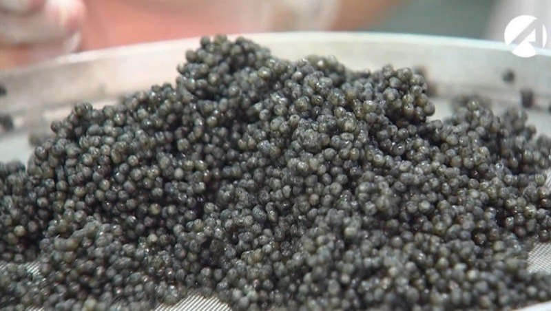 Астраханская чёрная икра признана безопасной и качественной