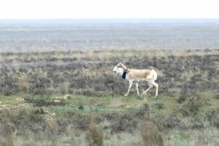 В заказник «Степной» Астраханской области доставили молодого сайгака