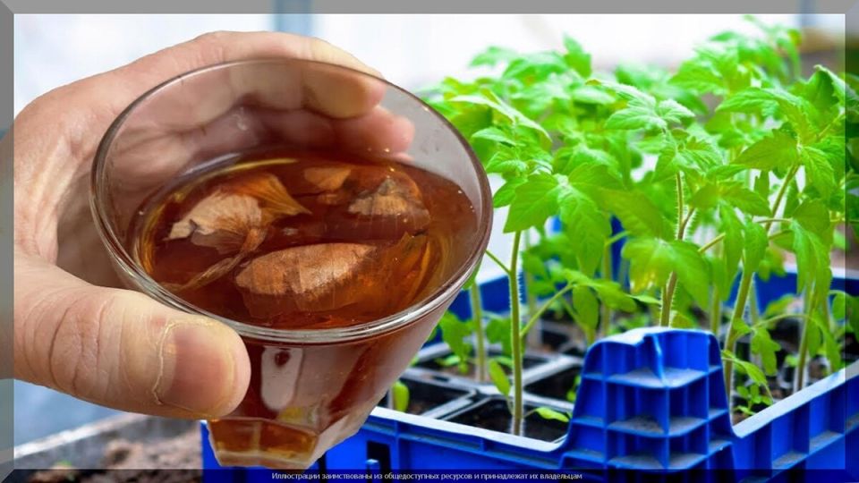 ������ �������: ��� �������� ������ ����� ���������� � �������� ��������� ��� ������ ����