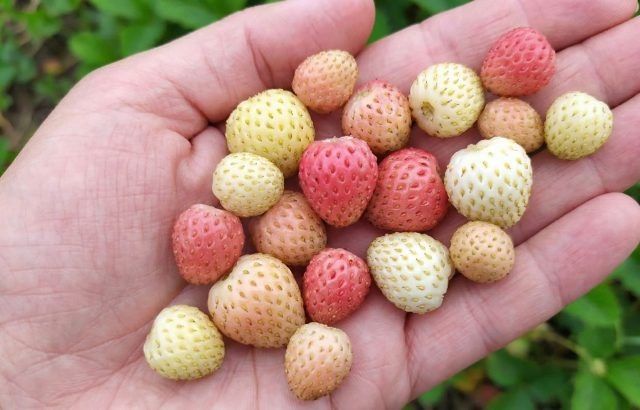 ��������� ���������: ��� ������������� ����� �� ����� �������