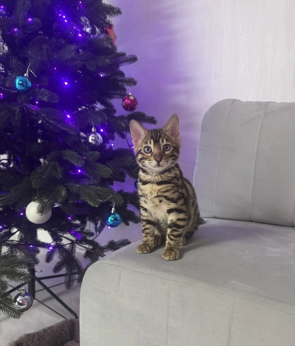 О погоде на завтра. 6 января в Астрахани будет облачно с прояснениями, существенных осадков не ожидается