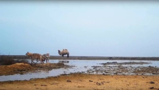 В астраханском заказнике верблюжонок выстоял против волков