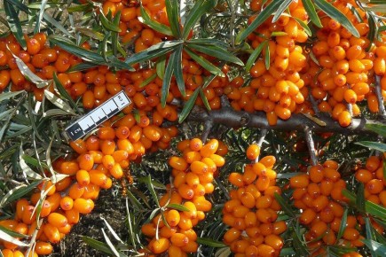 Облепиха: как география выращивания формирует ее уникальные свойства