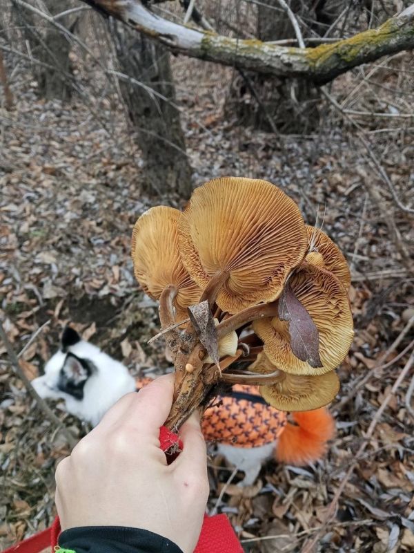 � ������������ ������� ����� ���� ����� �����