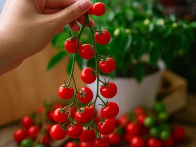 ����� �� �����������: ��� ��������� ������� �������� � ��������� ��������?