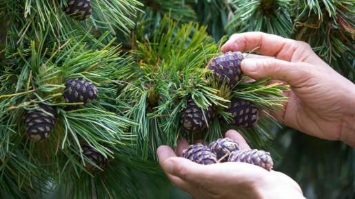 ����� ������� �� ������ ��� �������: ��� ��� �� ���������� ������� ���������