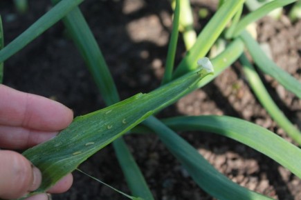 ��� �������� ��� �� ������� ����: ������ � ������ ������