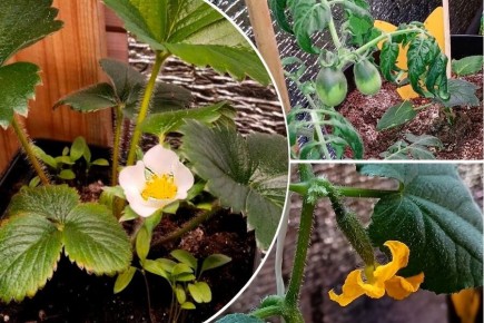 ������ ������ �� �����������: ��� ���������� ������ � ����� ���� � ������