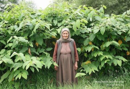 ��� �������� ��������� �� �������: ������� ������ � ����������