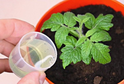 ������� ������� �������: ��� ��� ������ ���������� ��������� ������