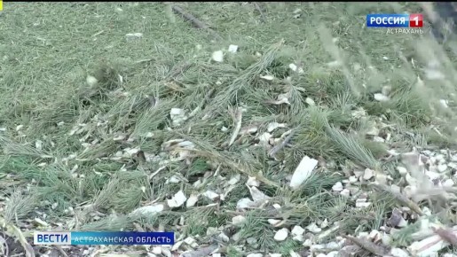 �����������, ������� ��� �� ������ ����: ������ �� ����������