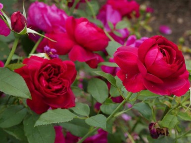 ��� ��������� ������������ ���� �� ��������: ��������� �����������