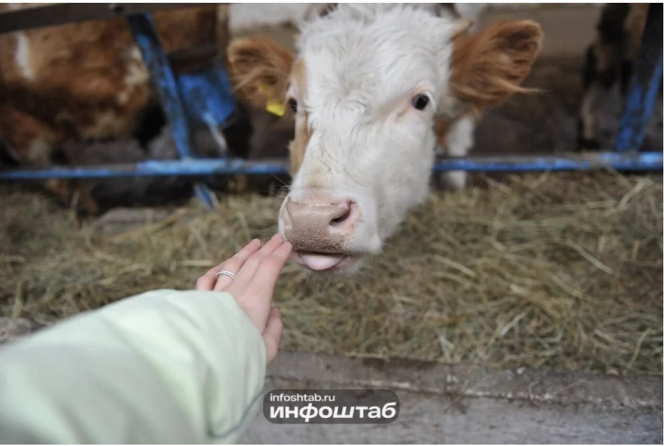 Астраханцев просят не покупать сырое молоко из-за опасного заболевания